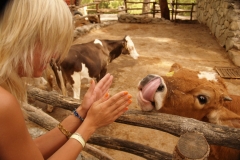 Корова живая!