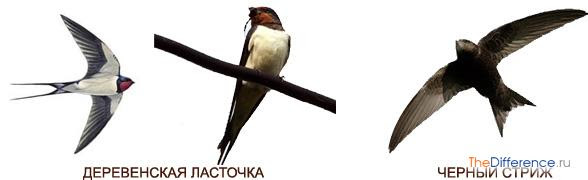 Отличие стрижей от ласточек